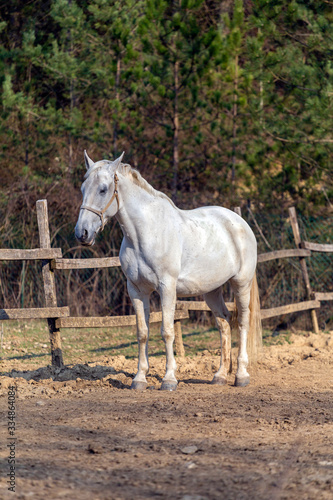 White horse in a horse farm