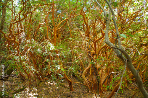 Forest of Luma apiculata, also knowns as Chilean myrtle, temu or arayán located in Los Alerces National Park, in Chubut Province,  Argentina. Cinnamon-coloured tree in the valdivian ecosystem. photo
