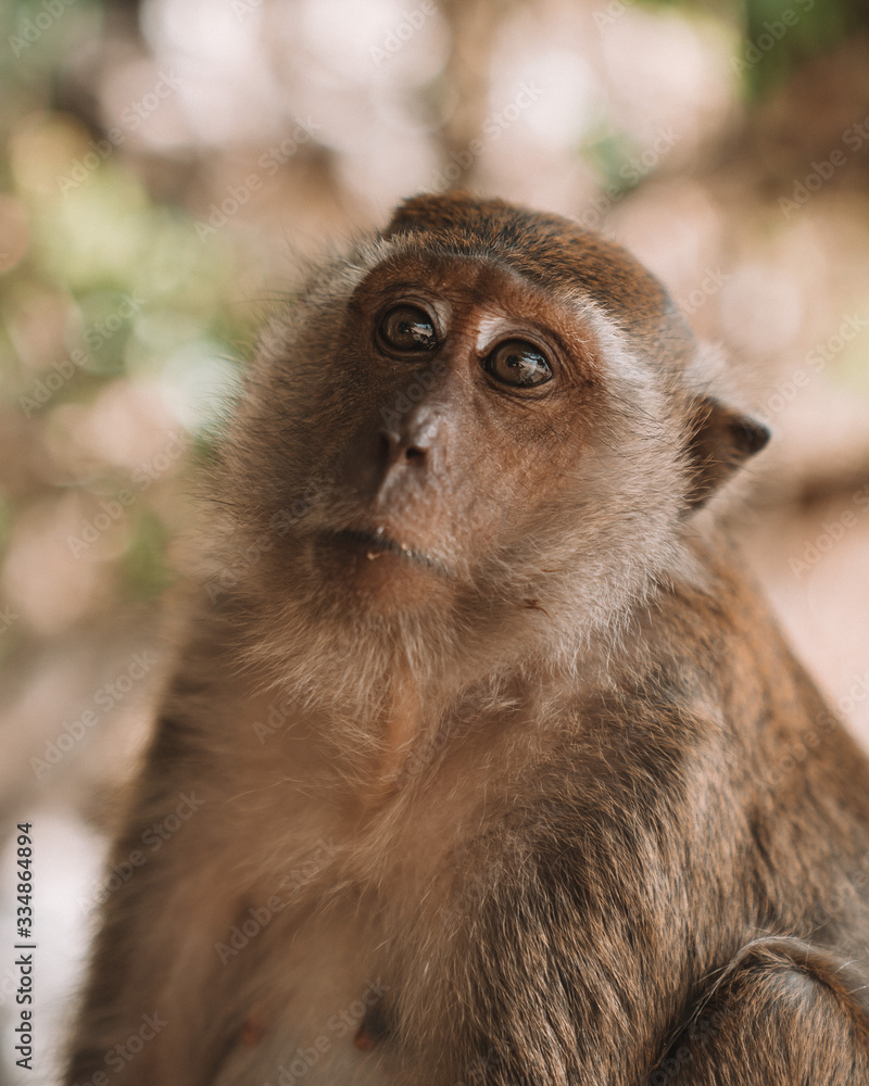 Fototapeta premium cheeky monkey
