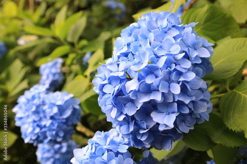 Hydrangea at Meigetsuin (Hydrangea Temple) Kamakura Japan Hydrangea at Meigetsuin (Hydrangea Temple) Kamakura Japan