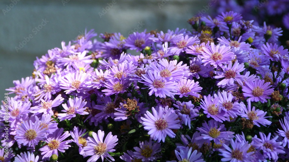 Purple Aster Flowers in the Morning Light with a Brick Background Purple Aster Flowers in the Morning Light with a Brick Background