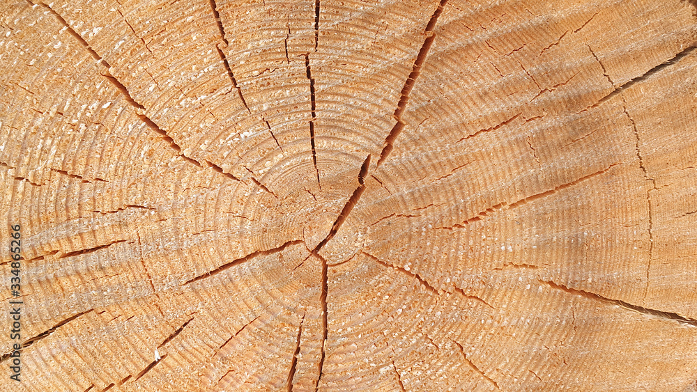 Fototapeta premium Sekcja pnia drzewa