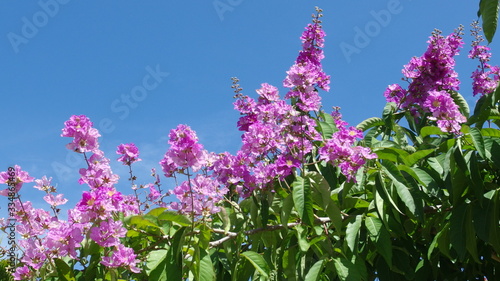 Tree with violett flowers