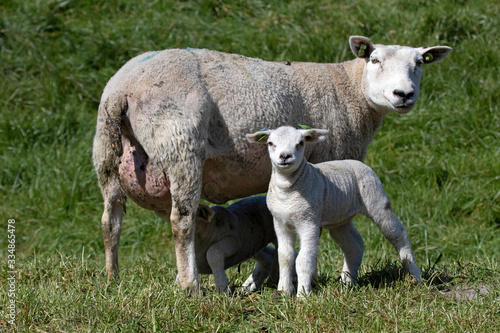 Young lamb stands in front of its mother and looks at the photographer