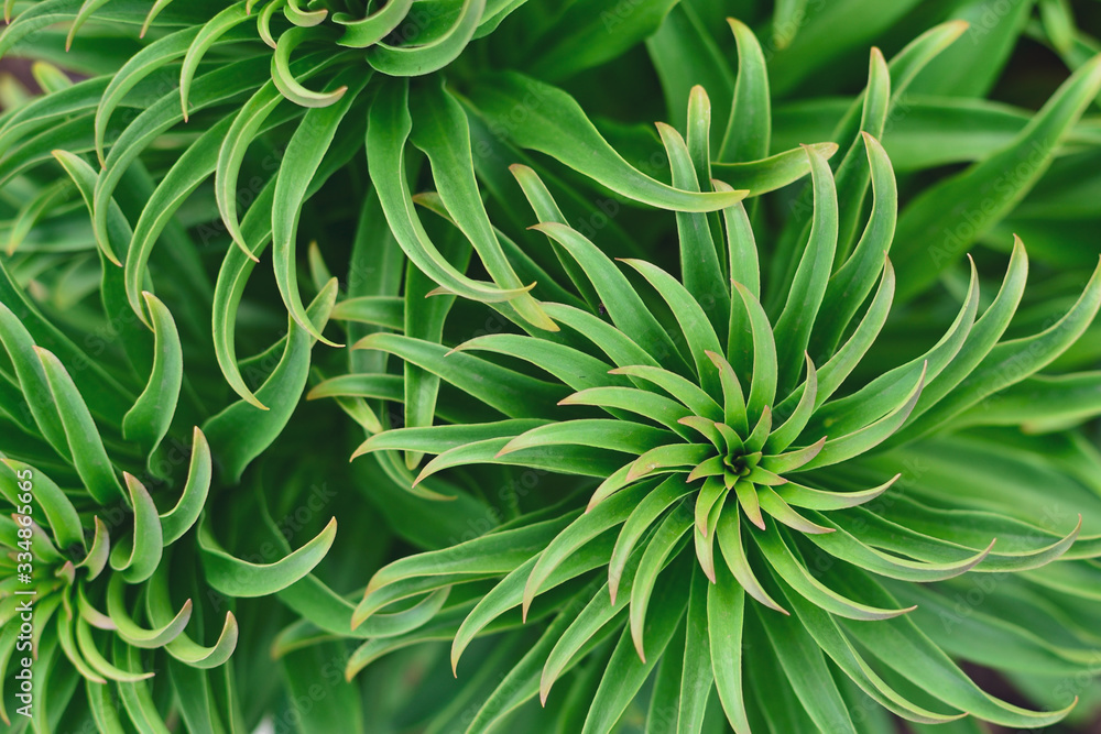 Green plants background. Natural spring background. Green plants background. Natural spring background.