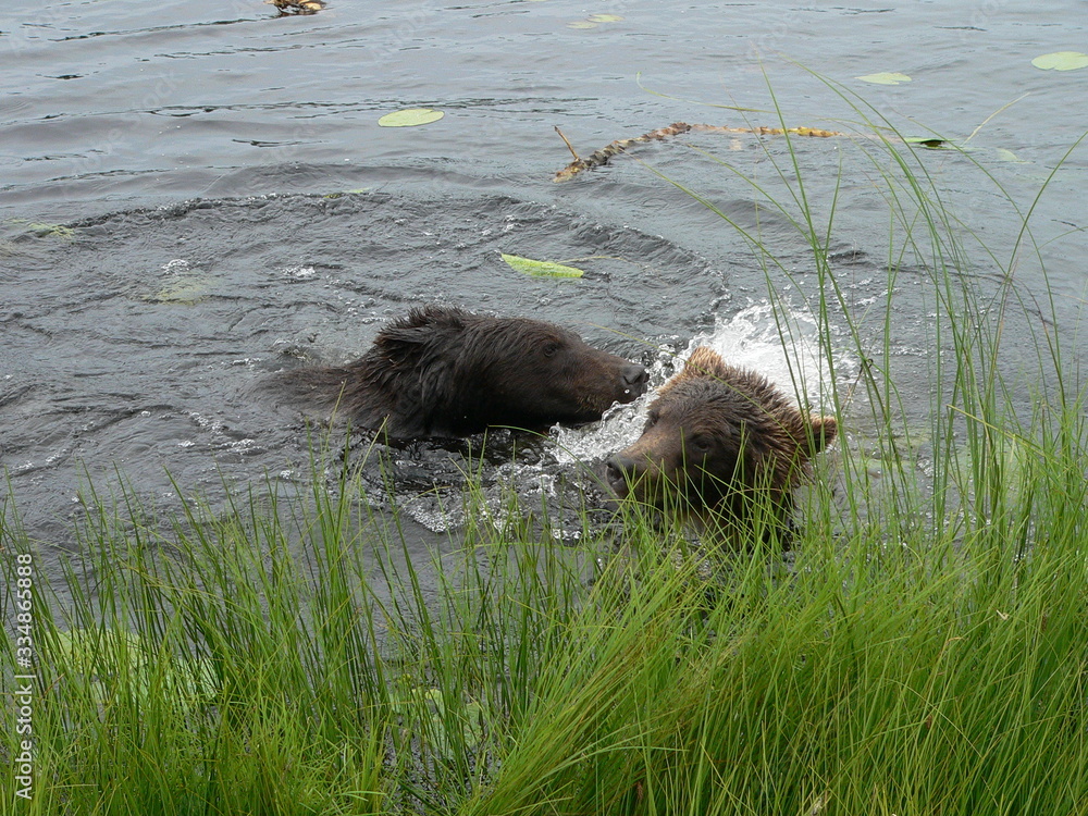 Adult brown bears playing and posing among swamp forest Adult brown bears playing and posing among swamp forest