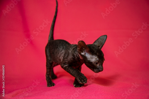 Cornish Rex black kitten (dark brown) © Ксения Коломенская