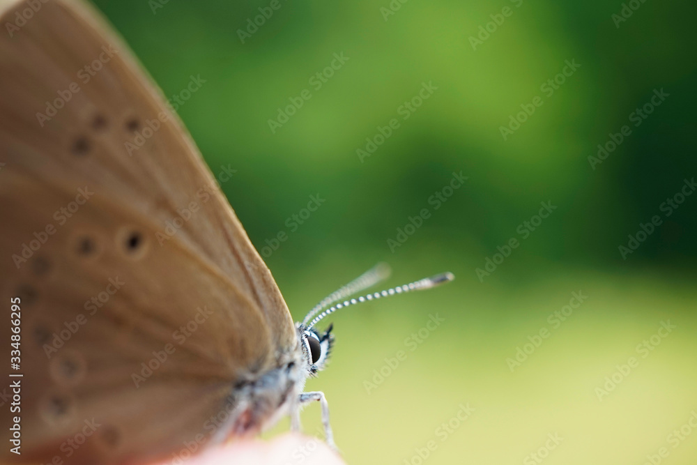 Obraz premium Auf einen Finger sitzender Dunkler Ameisenbläuling 