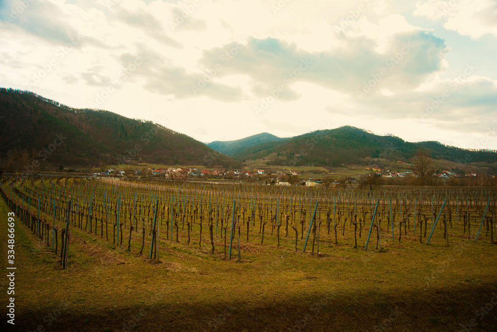 Photo of view of a clean Austrian vineyard in spring near a village and some hills. Agriculture and peasant occupation concept.