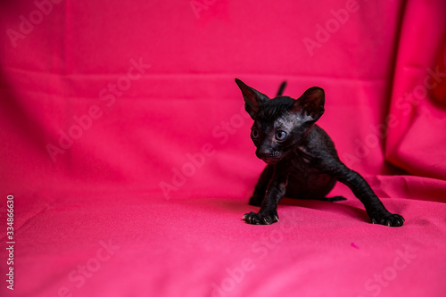 Cornish Rex black kitten  dark brown 