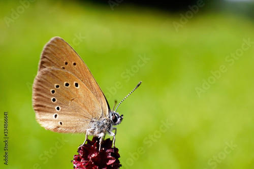 Wallpaper Mural Nahansicht eines Dunklen Ameisenbläuling Torontodigital.ca