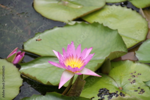 flower, water, lotus, pond, lily, pink, nature, water lily, garden, waterlily, plant, beauty, blossom, lake, green, leaf, bloom, flora, aquatic, floral, purple, petal, white, leaves, summer