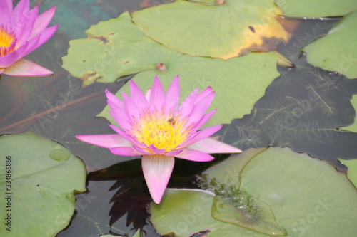 flower, water, lotus, pond, lily, pink, nature, water lily, garden, waterlily, plant, beauty, blossom, lake, green, leaf, bloom, flora, aquatic, floral, purple, petal, white, leaves, summer