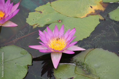 flower, water, lotus, pond, lily, pink, nature, water lily, garden, waterlily, plant, beauty, blossom, lake, green, leaf, bloom, flora, aquatic, floral, purple, petal, white, leaves, summer
