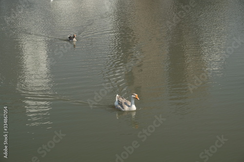 Geese of Kholmogory breed, gray geese swim on the lake. Domestic species of birds. photo