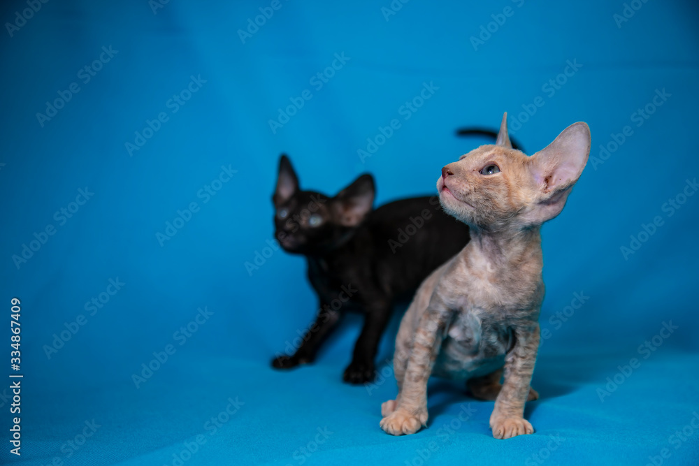 Cornish Rex kittens of different colors on a blue background