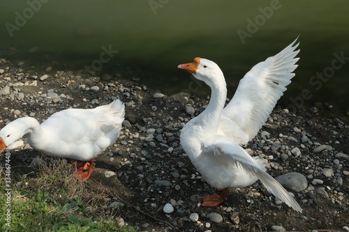 Geese of Kholmogory breed, gray geese walk on the lake. Domestic species of birds. photo