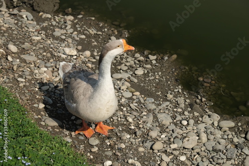 Geese of Kholmogory breed, gray geese walk on the lake. Domestic species of birds. photo