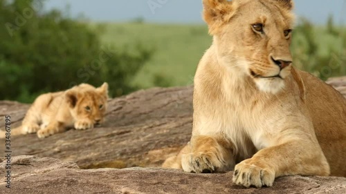 Lion cubs play with lioness on a kopje in the Masai Mara