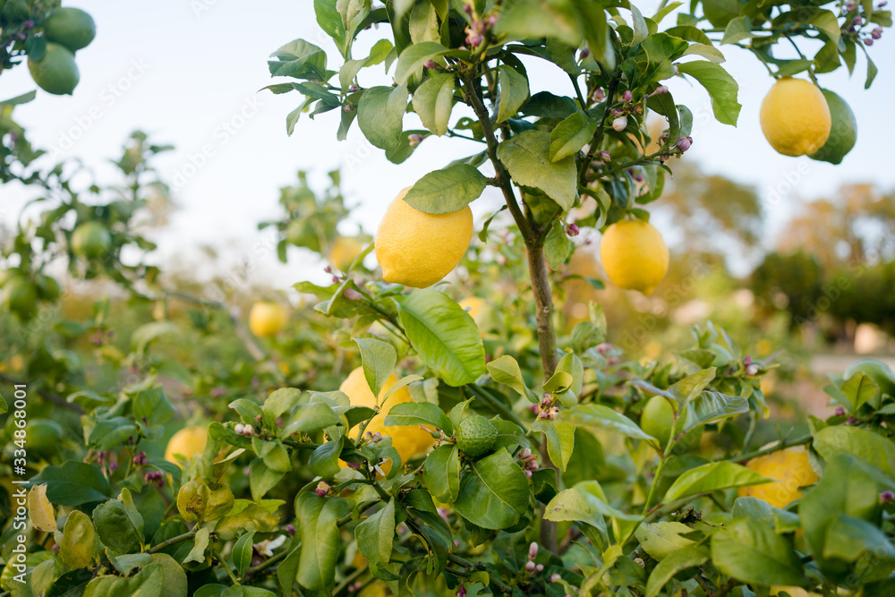 Lemon tree fruits outdoors garden background. Lemon tree fruits outdoors garden background.
