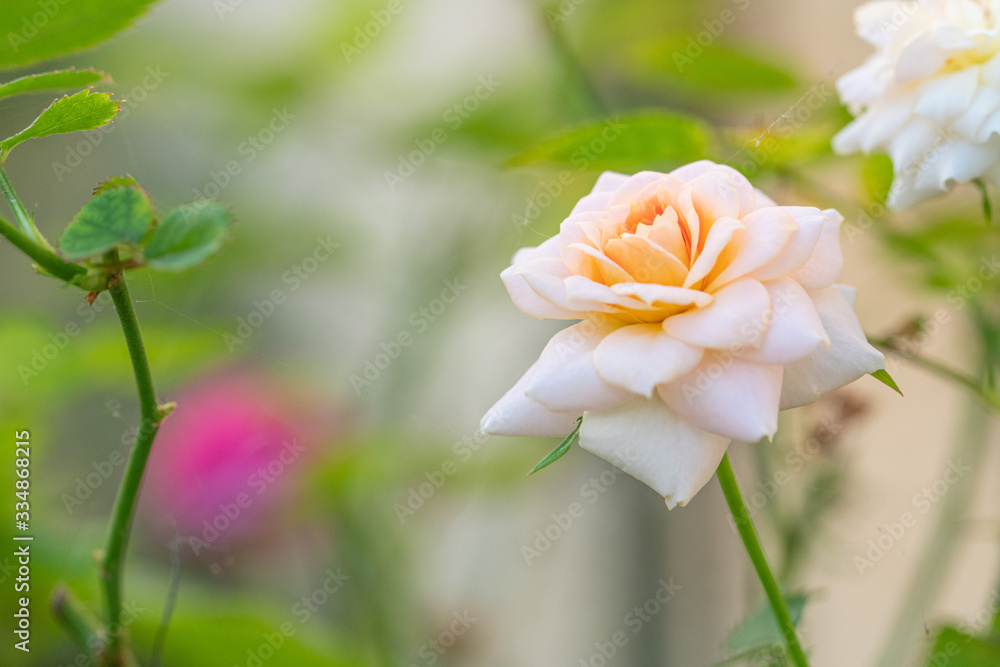 Beautiful pink rose in a garden Beautiful pink rose in a garden