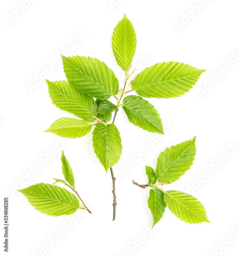 Green leaves isolated white background