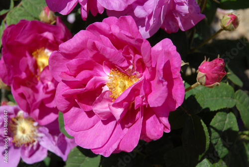 Pink roses, known as Rosa Gallica Officianalis, an Old Rose with fuchsia pink flowers photo