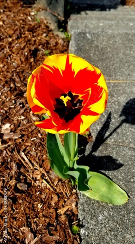 Radiant Tulip