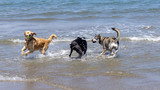 3 wet dogs playing fetch on the beach