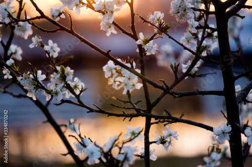 A branch of a blossoming cherry on the sunset. © Elena Krivorotova