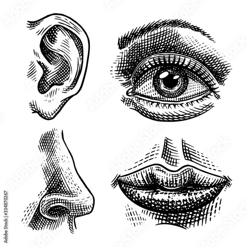 Human biology, organs anatomy illustration. Engraved hand drawn in old sketch and vintage style. Face detailed kiss or lips and ear, eye or view, look with nose.