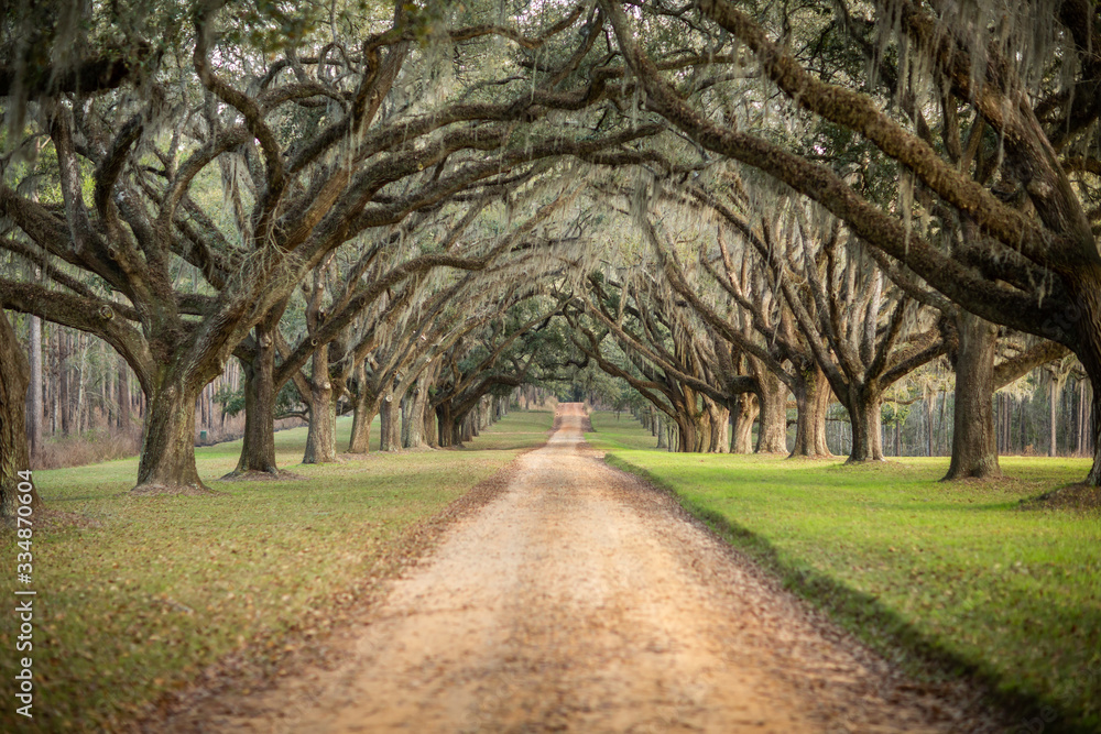 Beautiful southern Georgia road driveway with canopied pecan trees starting to bloom in the spring on an overcast day