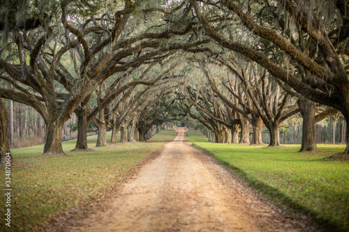 Beautiful southern Georgia road driveway with canopied pecan trees starting to bloom in the spring on an overcast day