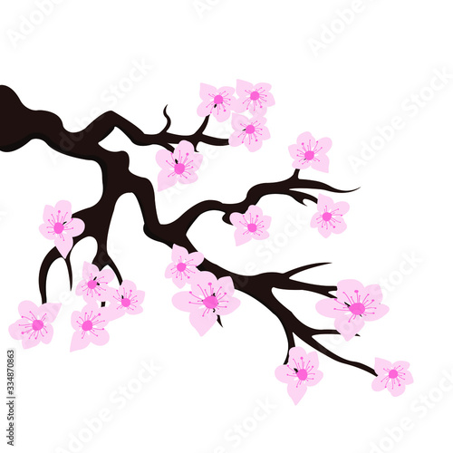 sakura  cherry blossoms design vector