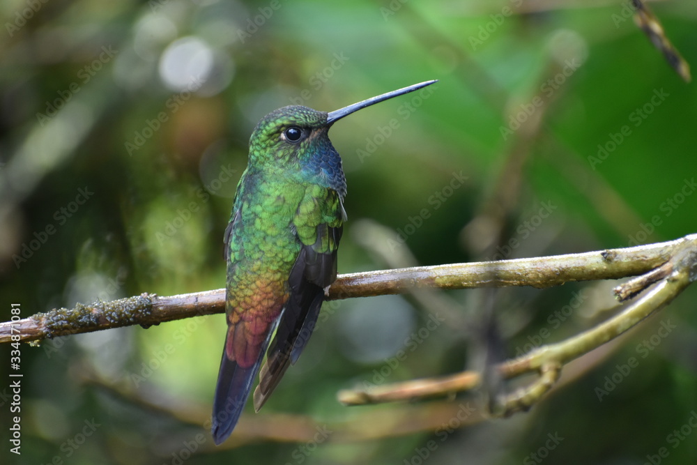 Fototapeta premium green backed hillstar