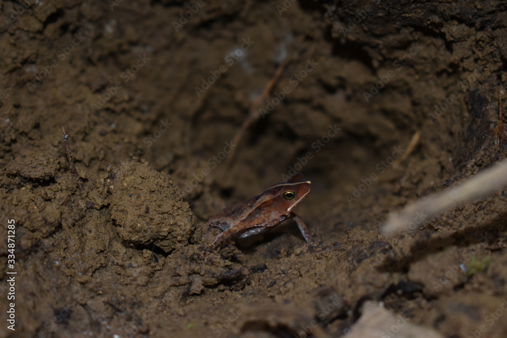 frog walking in the soil