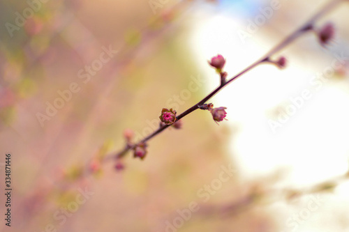Spring nature background. Boke effect. Blurred background of flowers. Pink-purple abstract background of buds and small flowers.