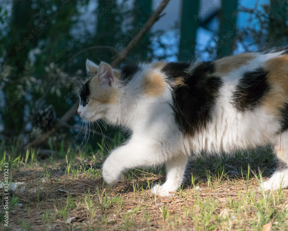 Piebald cat: small tricolor predator