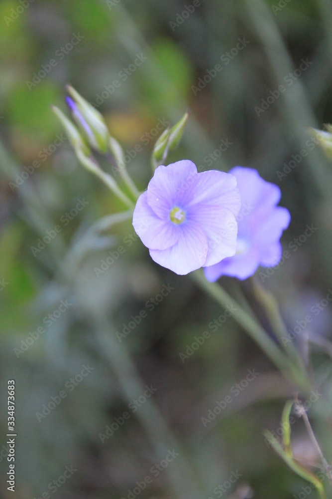 Natural flower with different colors Natural flower with different colors