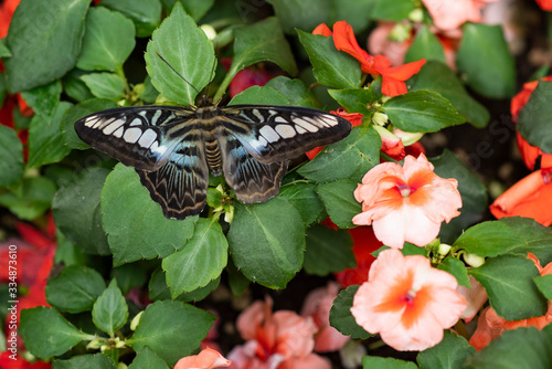 closeup of a beautiful butterflycloseup of a beautiful butterfly photo