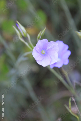  Natural flower with different colors