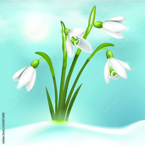 Spring flowers, snowdrops.