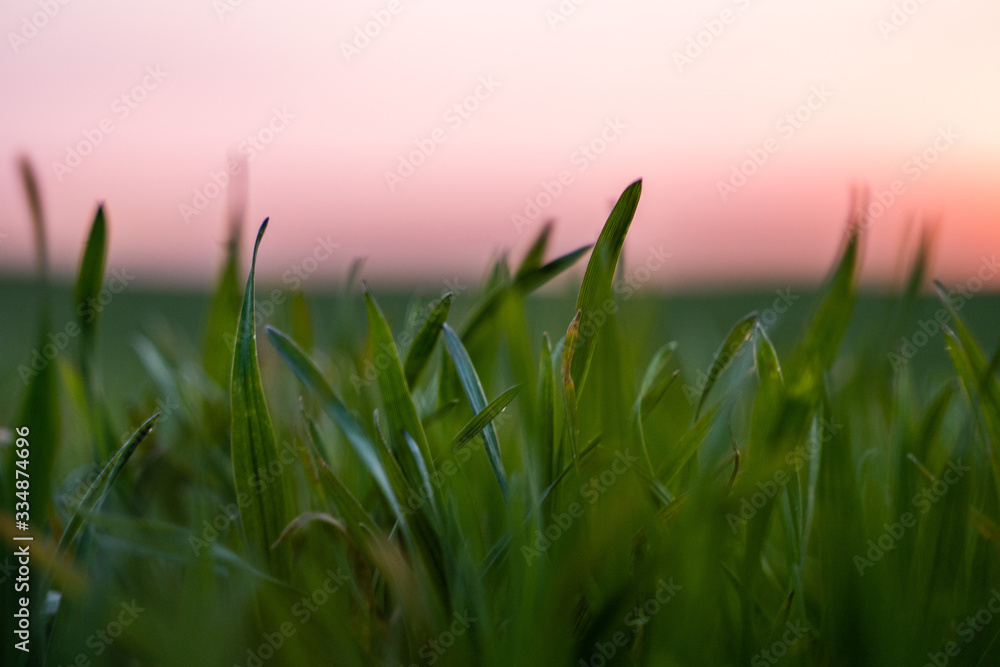 Fototapeta premium Young green wheat seedlings growing on a field. Agricultural field on which grow immature young cereals, wheat. Wheat growing in soil. Close up on sprouting rye on a field in sunset. Sprouts of rye.
