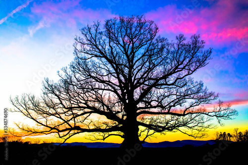 Photography tree of life silhouette at sunset