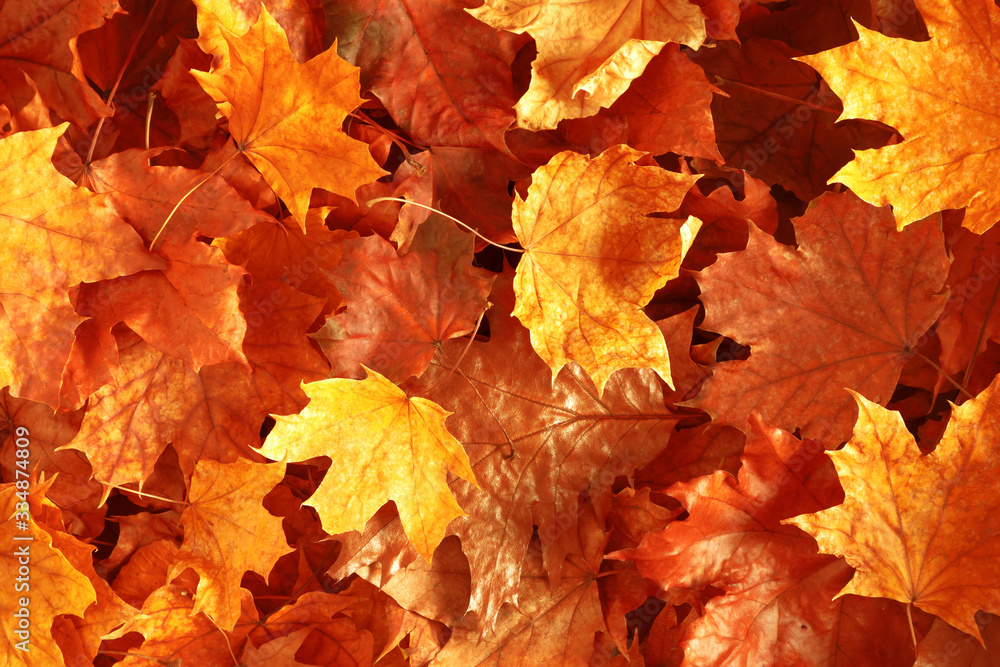 Autumn creative composition. Beautiful autumn leaves as background. Fall leaf. Flat lay, top view, copy space