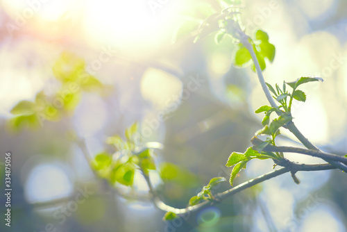 young leaves on a tree branch, soft focus. natural background - early spring