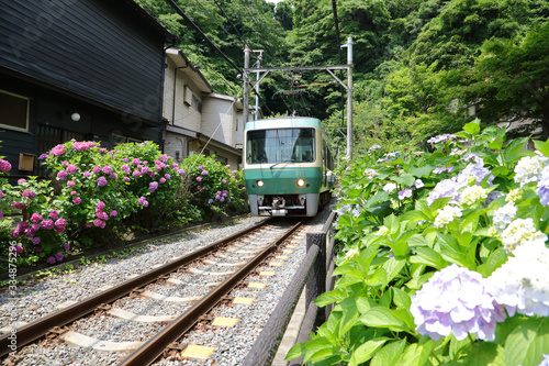 Tableau sur toile Enoden and Hydrangea Kamakura Japan