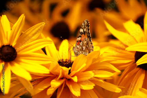 butterfly on flower