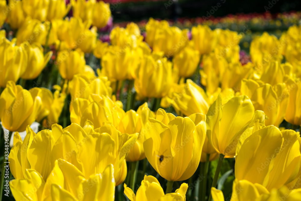 Flowerbed of yellow tulips in the park Flowerbed of yellow tulips in the park