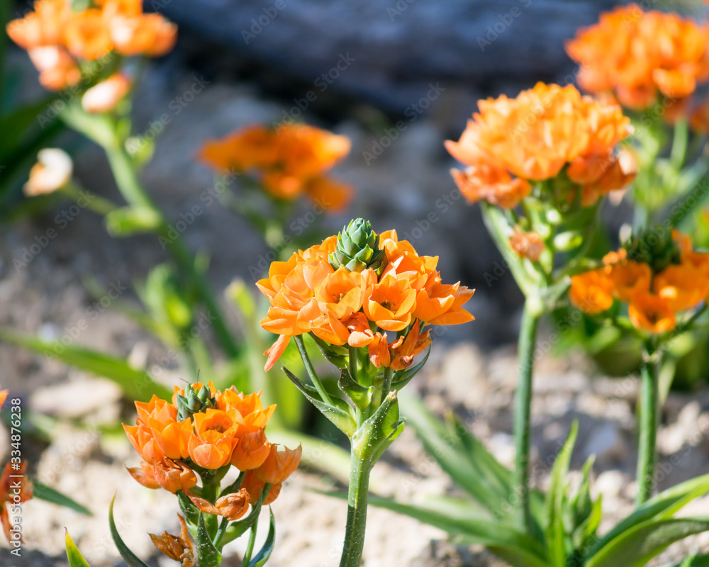 Orange flowers in the tulip park in Turri